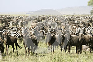 The great migration