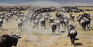 The great migration