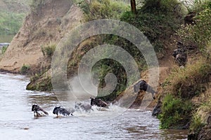 Great migration in action. Jumping from a steep bank to the river. Kenya, Africa
