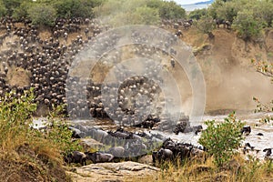 Great migration in Africa. Huge herds of herbivores cross the Mara River. Kenya