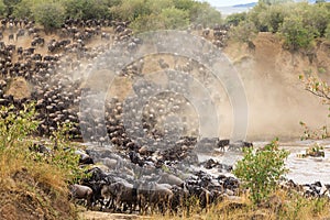 Great migration in Africa. Huge herds of herbivores. Mara River, Kenya