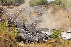 Great migration in Africa. Huge herds of wildebeests cross the river. Masai Mara, Kenya