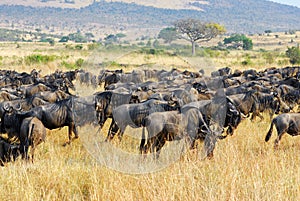 Great migration, african wildlife