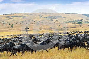 Great migration, african wildlife. Africa, Kenya