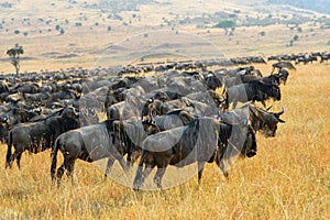 Great migration of antelopes wildebeest, Kenya photo