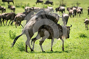 Great Migration blue wildebeest mating in grass