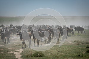 Great migration of blue wildebeest in Serengeti