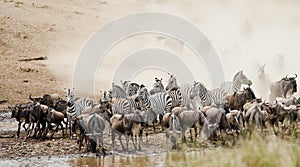 Great Migration Kenya photo