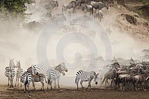 The Great Migration, Kenya photo