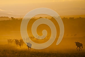 The Great Migration, Kenya photo