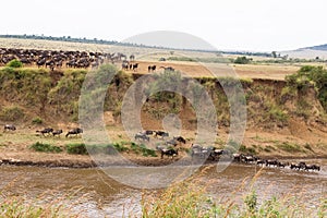 Great migration. Landscape on the Mara River with large herds of wildebeest. Kenya