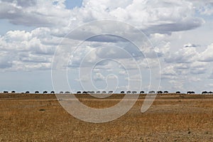 The Great Migration: A Line of Wildebeests