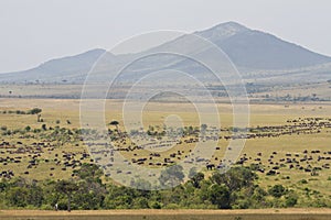 The great migration in the Masai Mara