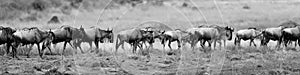 Great migration in Masai Mara