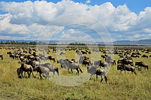 Great migration in Masai Mara