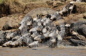 Great migration in Masai Mara
