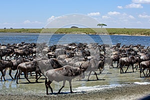 The Great Migration in the Serengeti