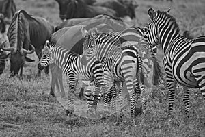 Great Migration Serengeti Gnu Wildebeest Zebra Connochaetes taurinus