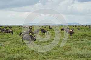 Great Migration Serengeti Gnu Wildebeest Zebra Connochaetes taurinus