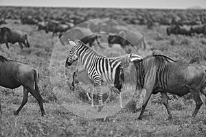 Great Migration Serengeti Gnu Wildebeest Zebra Connochaetes taurinus