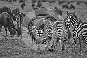 Great Migration Serengeti Gnu Wildebeest Zebra Connochaetes taurinus