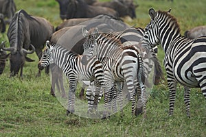 Great Migration Serengeti Gnu Wildebeest Zebra Connochaetes taurinus