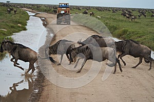 Great Migration Serengeti Gnu Wildebeest Zebra Connochaetes taurinus