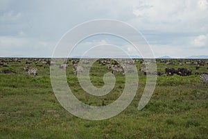 Great Migration Serengeti Gnu Wildebeest Zebra Connochaetes taurinus