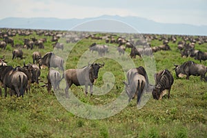 Great Migration Serengeti Gnu Wildebeest Zebra Connochaetes taurinus