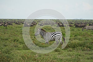 Great Migration Serengeti Gnu Wildebeest Zebra Connochaetes taurinus