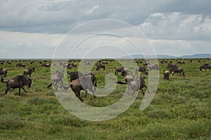 Great Migration Serengeti Gnu Wildebeest Zebra Connochaetes taurinus