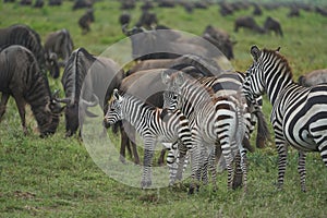 Great Migration Serengeti Gnu Wildebeest Zebra Connochaetes taurinus