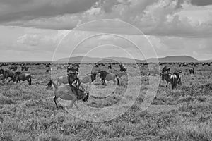 Great Migration Serengeti Gnu Wildebeest Zebra Connochaetes taurinus