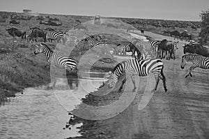 Great Migration Serengeti Gnu Wildebeest Zebra Connochaetes taurinus