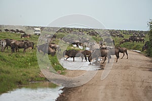 Great Migration Serengeti Gnu Wildebeest Zebra Connochaetes taurinus