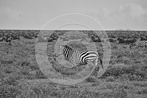 Great Migration Serengeti Gnu Wildebeest Zebra Connochaetes taurinus