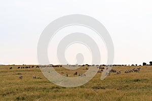Great migration in the Serengeti, Tanzanya. Africa