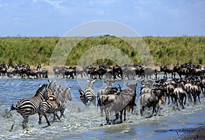 The Great Migration in the Serengeti - Wildebeest and Zebras