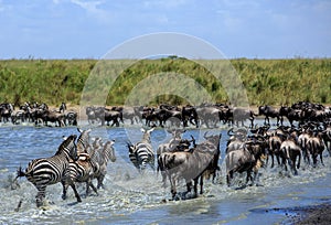 The Great Migration in the Serengeti - Wildebeest and Zebras photo