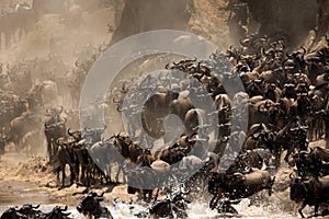 The great migration of Wildebeests, Masai Mara photo