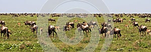 The Great Migration of Wildebeests in Serengeti