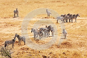 Great migration of zebras in Masai Mara, Africa