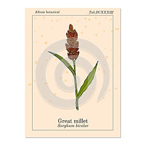 Great millet Sorghum bicolor , cereal crop