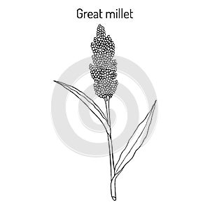 Great millet Sorghum bicolor , or durra, jowari, milo, cereal crop