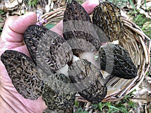 Great morel mushroom finding and beauty of naturalism