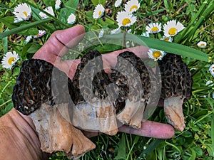 Great morel mushroom finding and beauty of naturalism