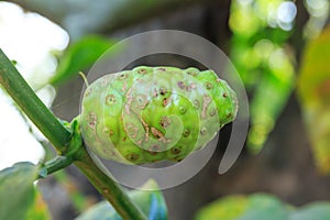 Great morinda, Tahitian noni, Indian mulberry, Beach mulberry