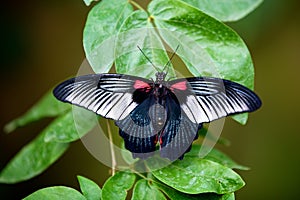 Great Mormon butterfly