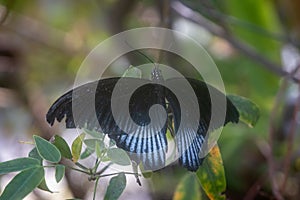 Great Mormon Butterfly Papilio Memnon Wings Spread on Leaves