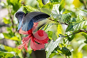 Great Mormon butterfly on a red hibiscus flower